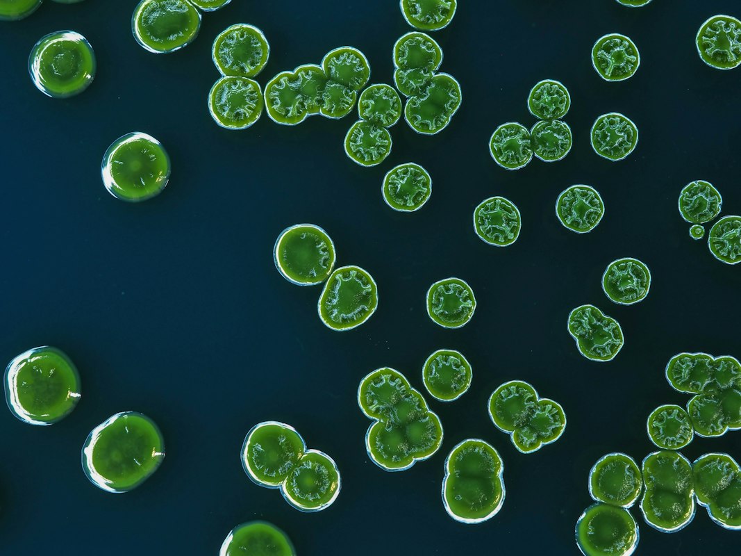 Agua pura y parasitosis